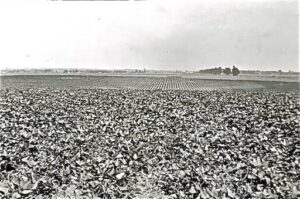 An old black-and-white photograph of a vast, cultivated farmland with a distant horizon and a few trees, illustrating Hawthorne's agricultural history.
