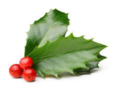 Holly leaves and red berries for holiday decor at Hawthorne Historical Society. Perfect for celebrating the season and showcasing local history.