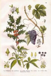 Detailed botanical illustration of hawthorn plant with leaves, berries, and flowers, showcasing its natural features and significance.