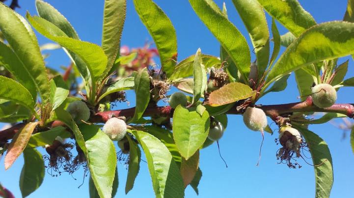 Close-up of hawthorne branches with green leaves and developing fruit against a bright blue sky.