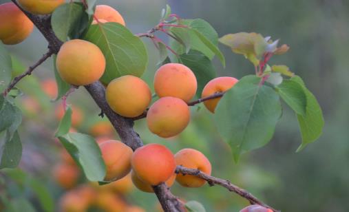 Hawthorne fruit on a tree branch, with green leaves, in a natural outdoor setting.