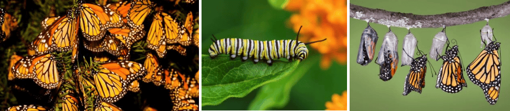 Monarch butterflies and caterpillars, showcasing their life cycle, in a natural setting.