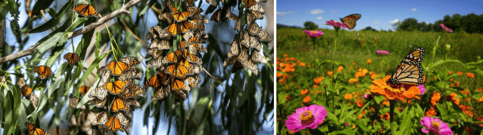 Monarch butterflies clustering on milkweed and flying over colorful flowers in a vibrant garden scene.