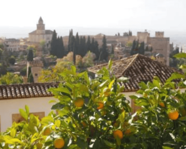 A scenic view of Hawthorne Historic District with orange trees in the foreground and historic buildings in the background, showcasing the area's rich history and vibrant community.